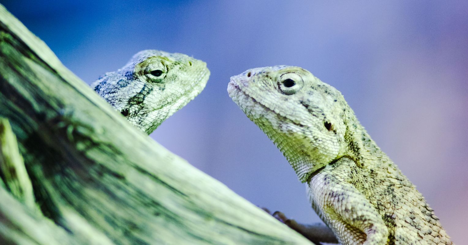 Lizard Brains and Hidden Knowledge