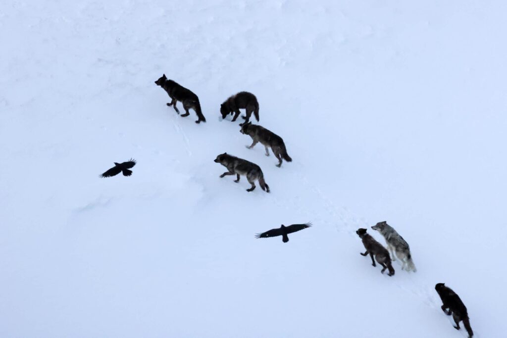 Wolf pack in snow with flying birds, winter wildlife scene.