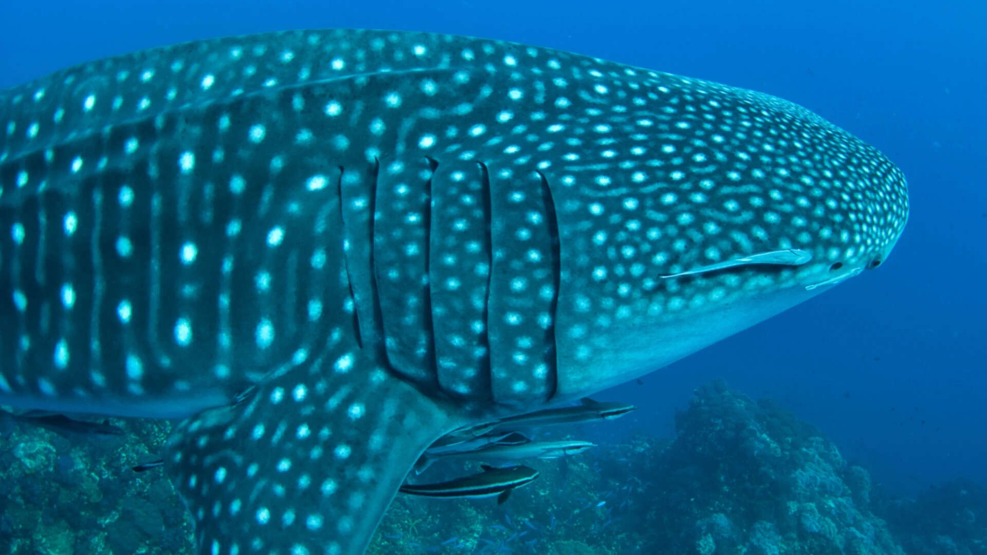 Researchers finally got a glimpse into Whale sharks' hunting behaviour