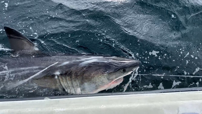 Ripple, a sub-adult male white shark was tagged on Sept. 30, in Mahone Bay off the coast of Nova Scotia.