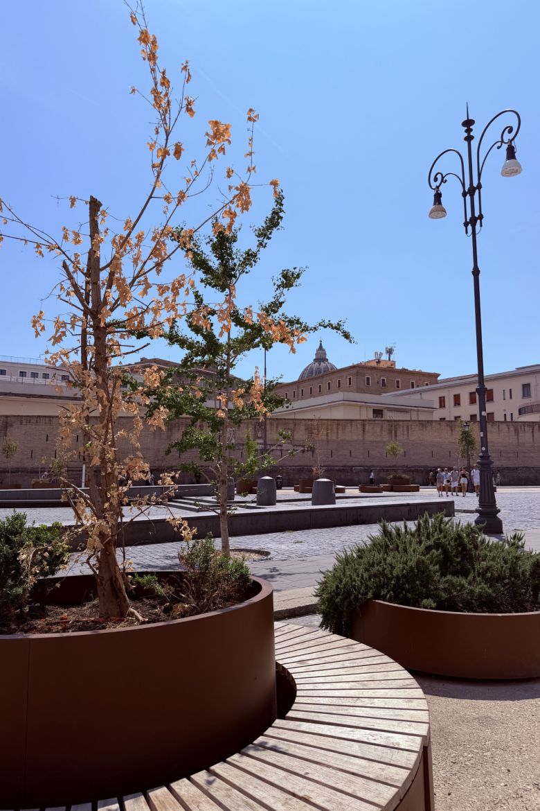 Withered trees in Piazza Risorgimento, Rome, Italy on June 27, 2026.