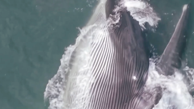 The fin whale hunts for food.