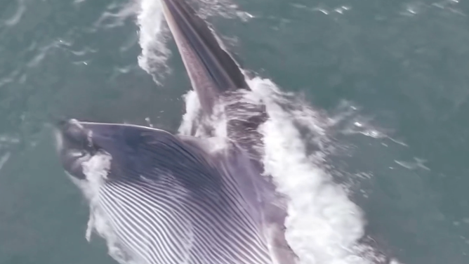 Fin whale opening its mouth to feed off the coast of Long Island on July 1, 2026.