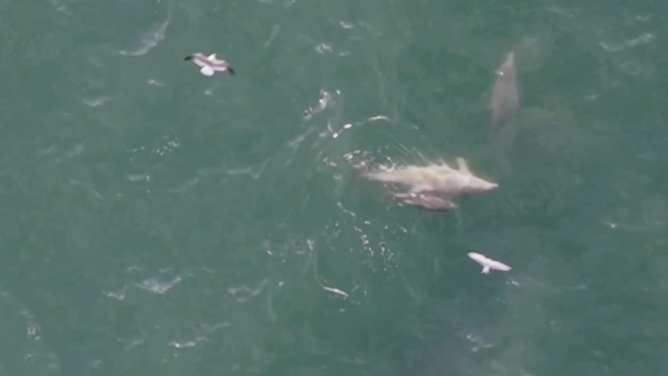 Dolphins and seagulls joined the whale for its fish hunt.