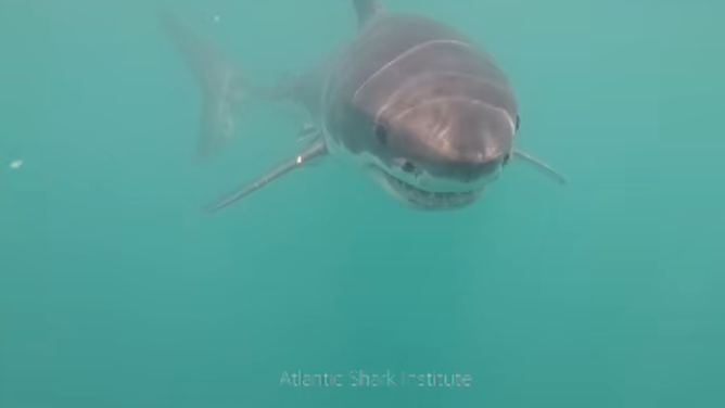 The Atlantic Shark Institute might have recorded the first underwater footage of a great white shark in Rhode Island waters off Block Island.
