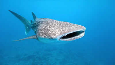 Scientists attach cameras to whale sharks, capturing how the world’s biggest fish hunts like never before