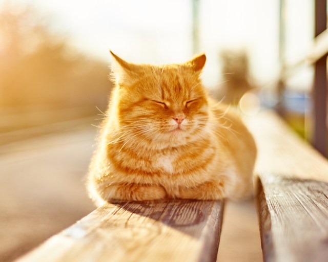 Make sure your cat isn't suffering in the summer heat (Photo: Shutterstock)