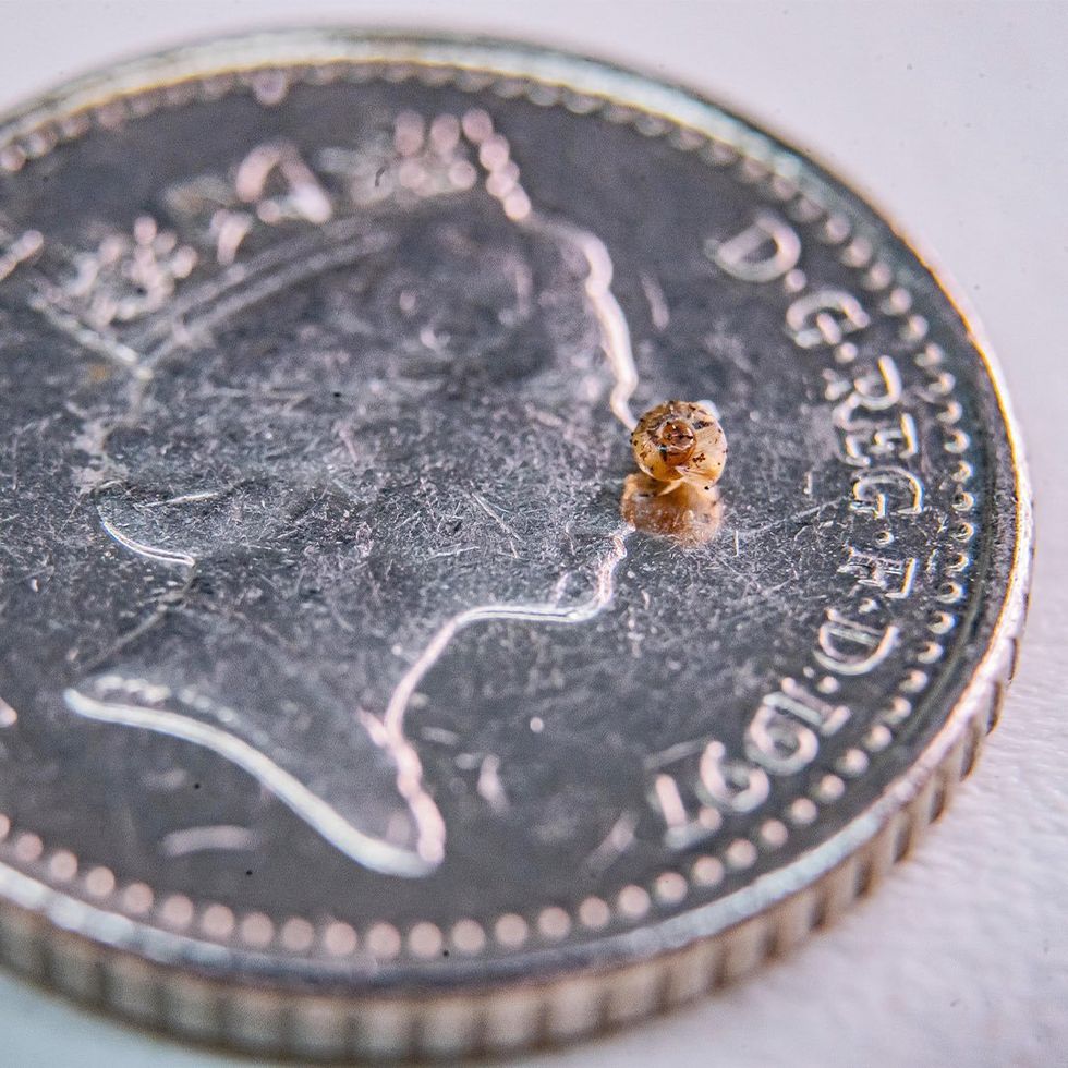 Snail