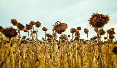 Scientists Calculated When The Last Plants on Earth Will Die : ScienceAlert