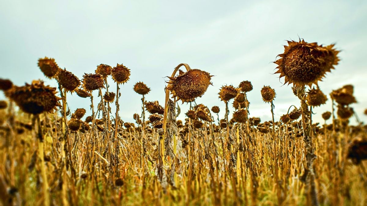 Scientists Calculated When The Last Plants on Earth Will Die : ScienceAlert