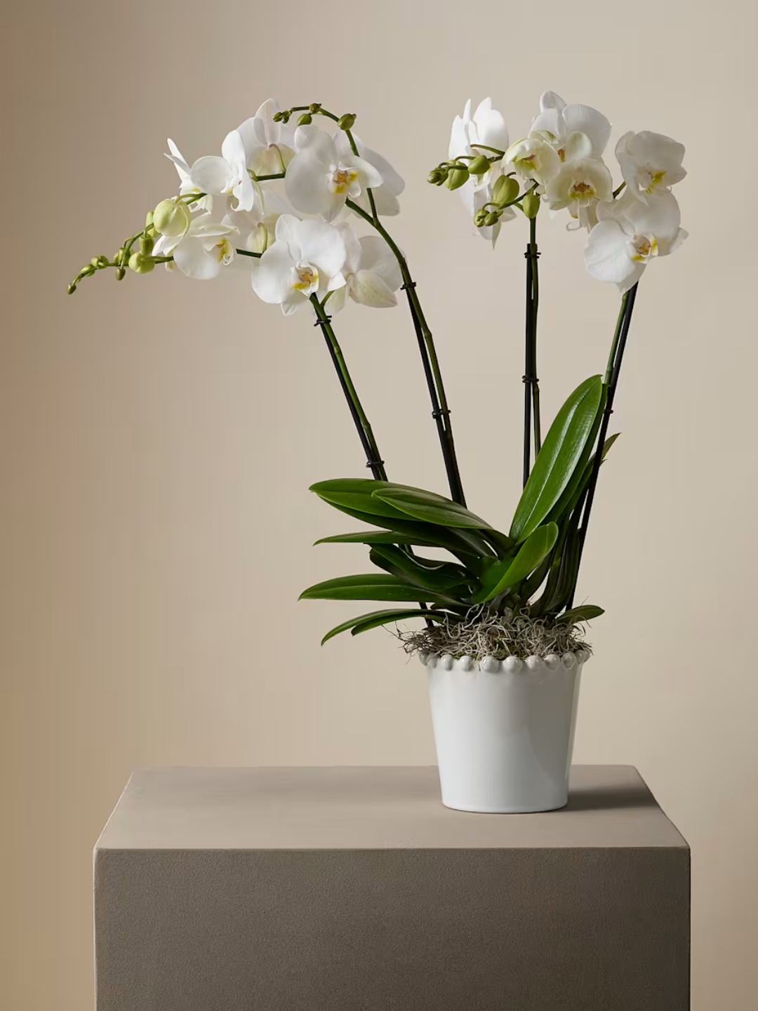 A potted white orchid from M&amp;S x Kelly Hoppen