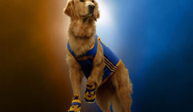 Teaser Trailer: "Air Bud Returns"