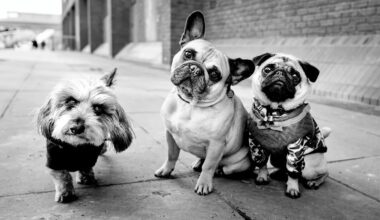 A hyena, a fur seal and an elephant in the city: Leica photographer Alan Schaller finds humor, tension and black-and-white beauty in the animals that live among us