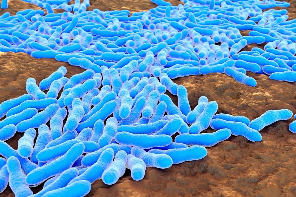 TUBERCULOSIS