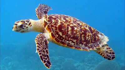 Florida man tries to sell 'rare hawksbill turtle shell' on Facebook at $2,700, ends up being charged with wildlife felony