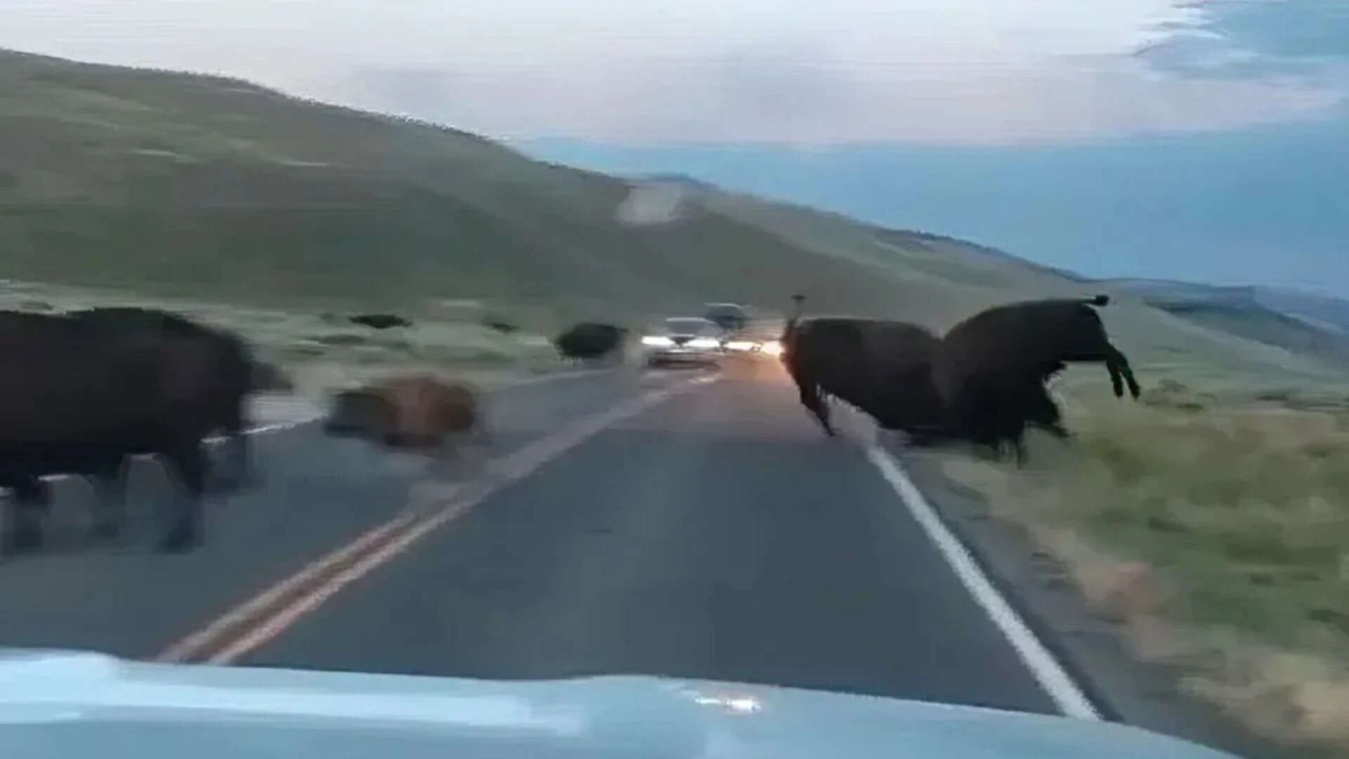 Two bison fought on a Yellowstone road (Image Credit: National Park Service) Two bison fought on a Yellowstone road