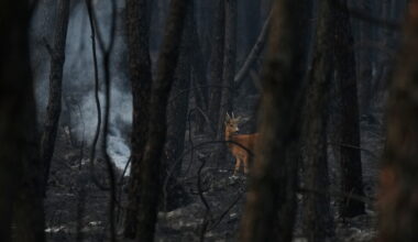 Fire crews in Spain and France battle blazes, Belgium sends backup