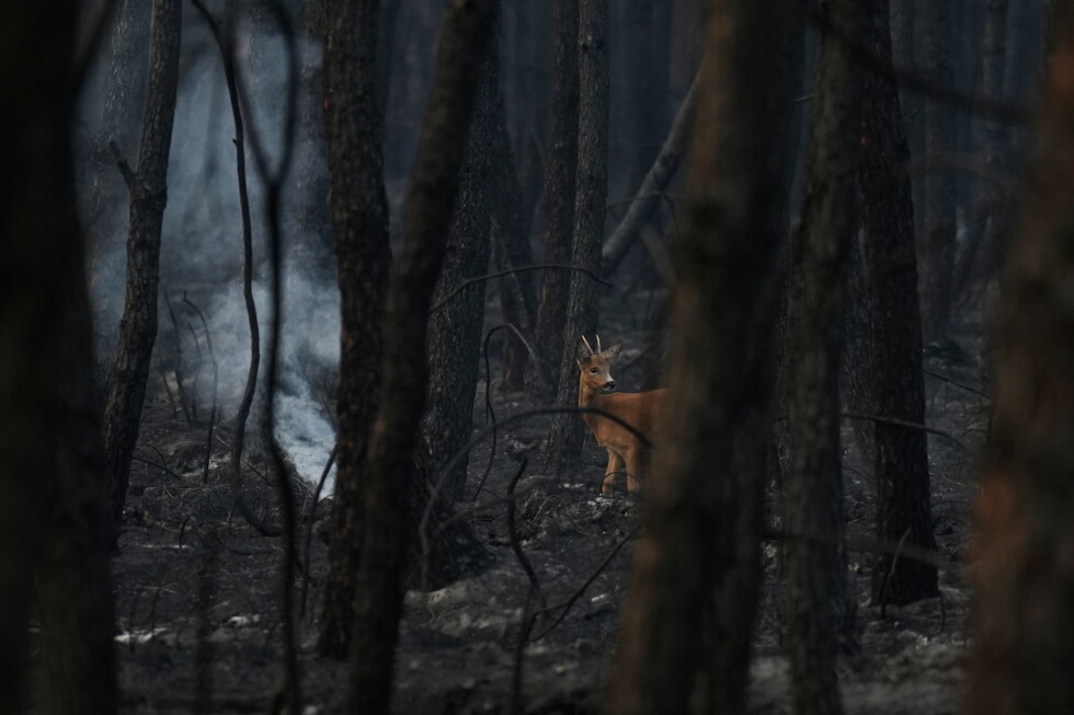 Fire crews in Spain and France battle blazes, Belgium sends backup