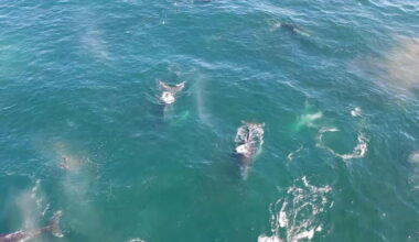 Caught on camera: a 300 strong humpback whale supergroup gathering to feed - AP News
