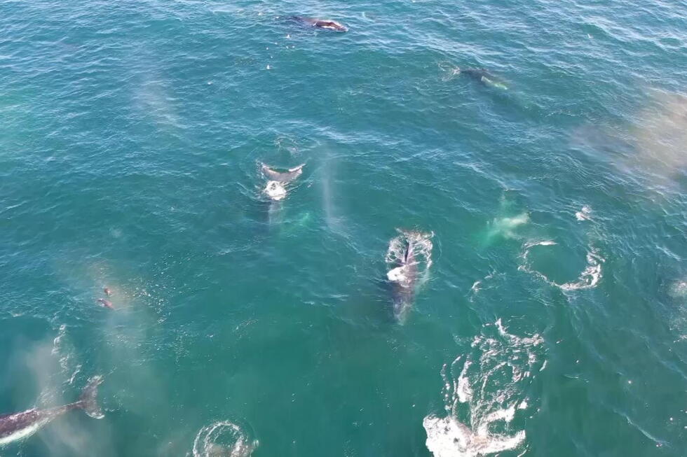 Caught on camera: a 300 strong humpback whale supergroup gathering to feed - AP News
