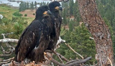 Jackie and Shadow fled during Big Bear fireworks but returned to nest and eaglets the next day