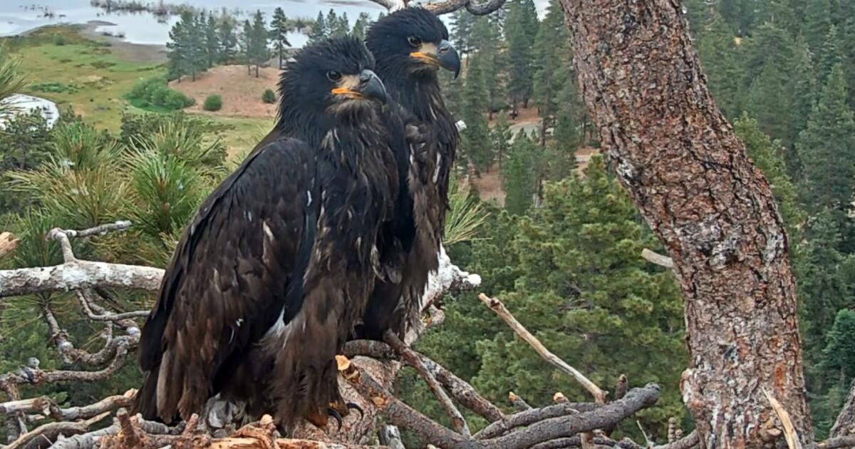 Jackie and Shadow fled during Big Bear fireworks but returned to nest and eaglets the next day