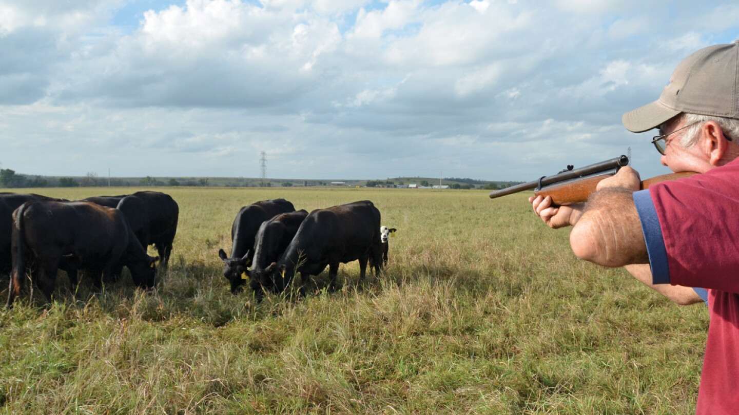 The Hidden Risks of Remote Drug Delivery in Cattle