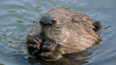 West London streets flooded annually with heavy rains:  Local council was about to spend millions to fix the problem, then beavers did it for free