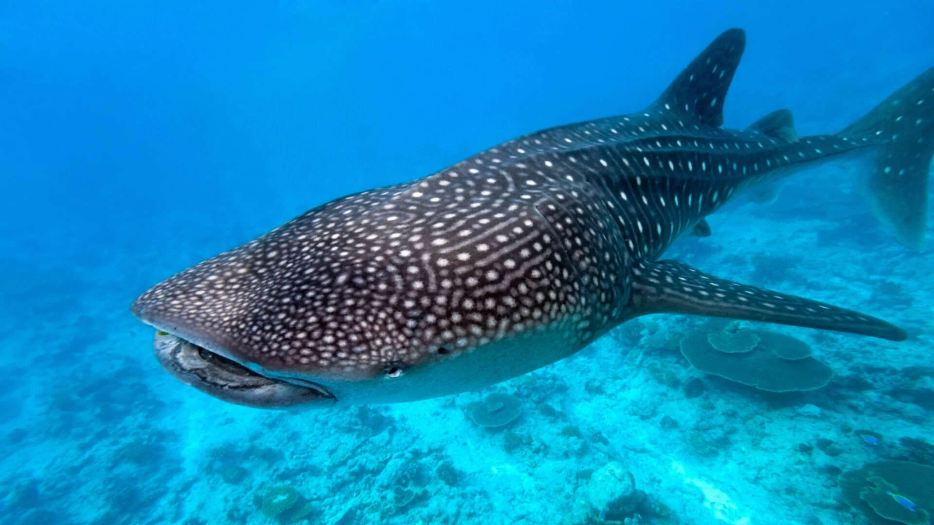 Whale sharks (Rhincodon typus) are the world’s biggest fish