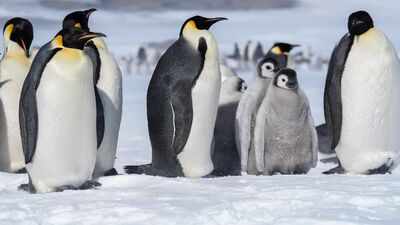 Why penguins give pebbles as gifts to their mates and what they really mean