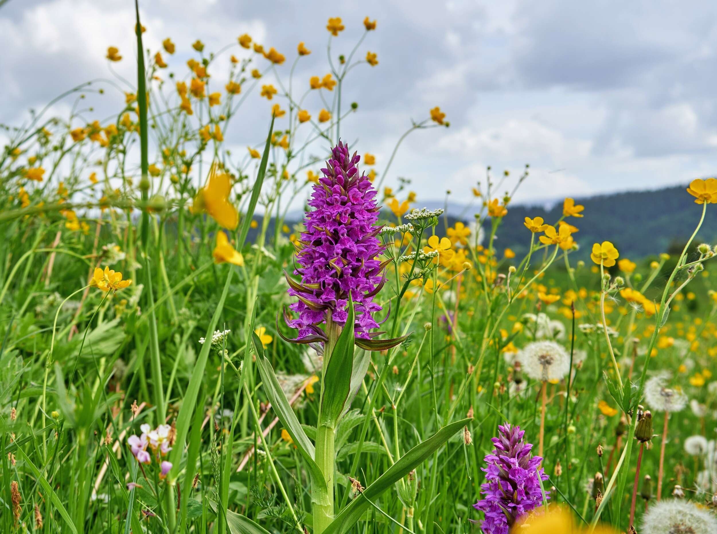 Wildflower meadow returned without planting a single seed Wildflower meadow restoration