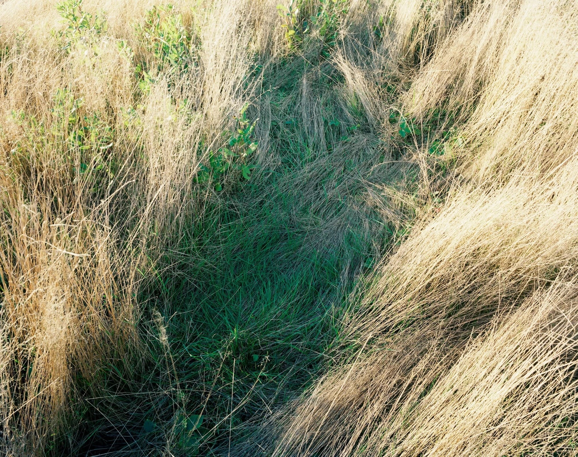 a photograph of a meadow with a flattened area where a deer had previously slept