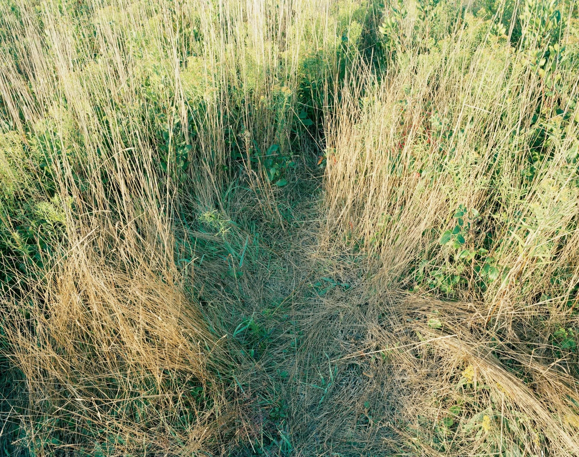 a photograph of a meadow with a flattened area where a deer had previously slept