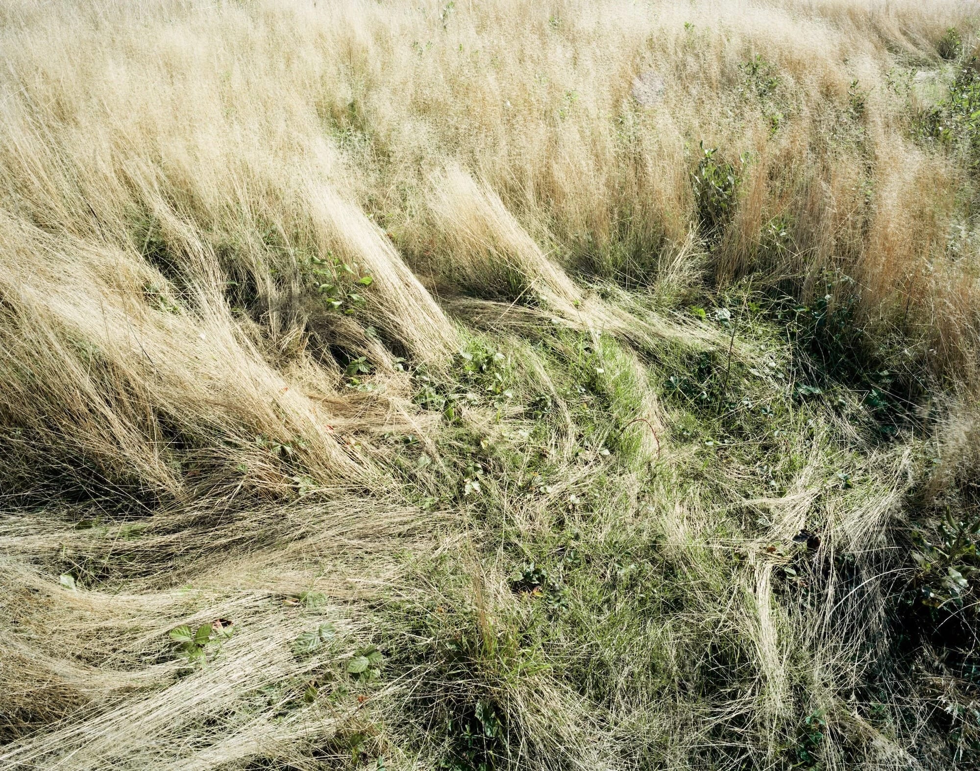 a photograph of a meadow with a flattened area where a deer had previously slept
