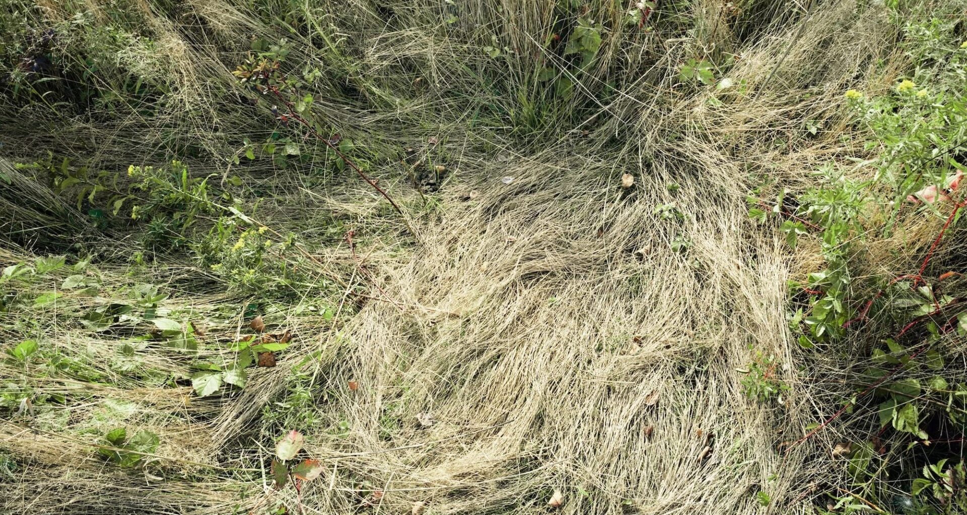 a photograph of a meadow with a flattened area where a deer had previously slept