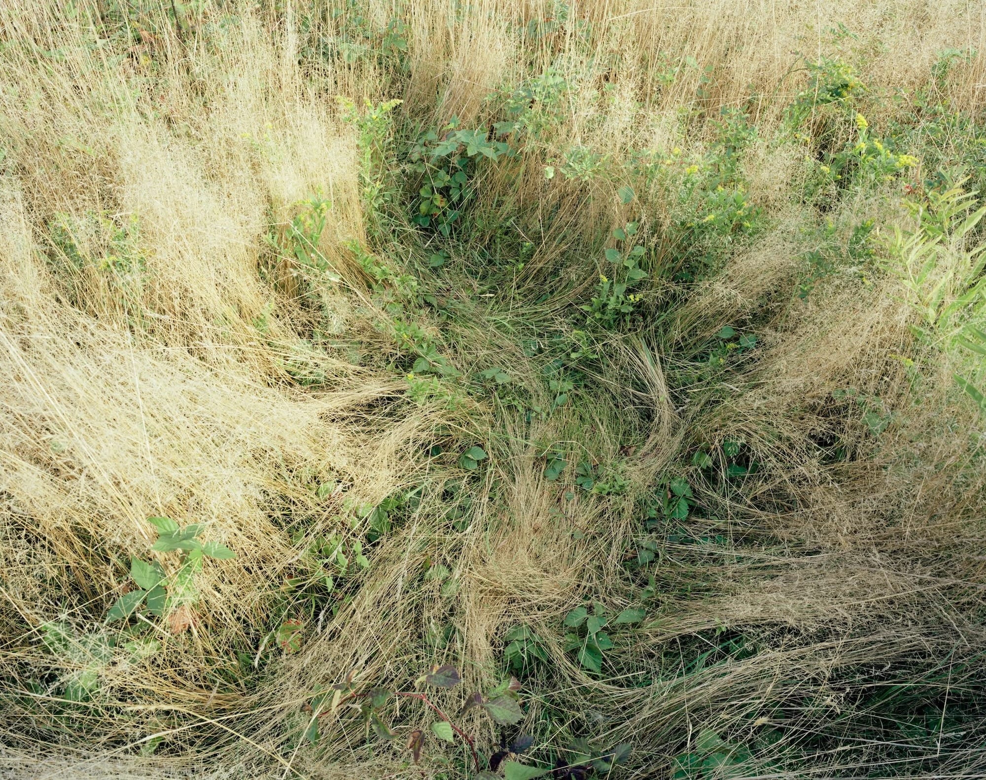 a photograph of a meadow with a flattened area where a deer had previously slept