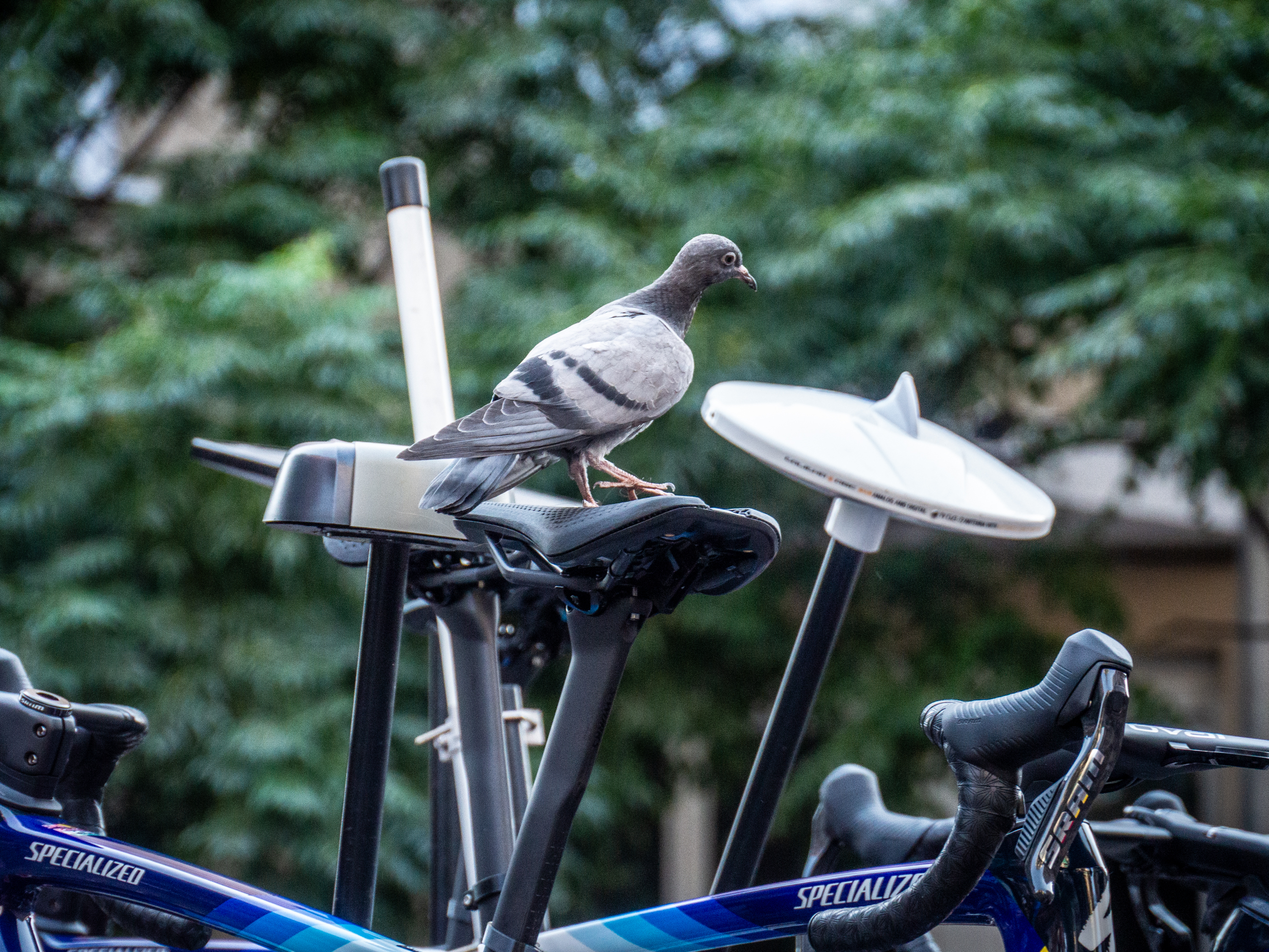 Tech found at the 2026 Tour de France