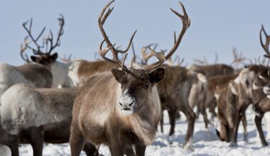 Norway records 'highly unusual' reindeer deaths