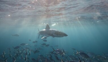 Scientists hope sharks can improve hurricane predictions