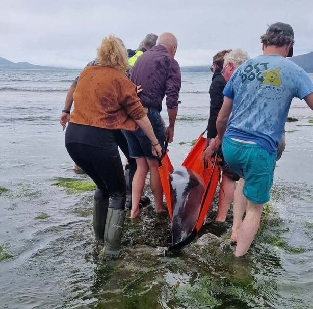 A group of rescuers move a stranded dolphin in Dingle