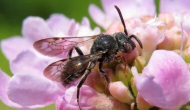 First sighting of critically endangered bee in 26 years