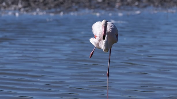 Flamingo in the Mediterranean sea