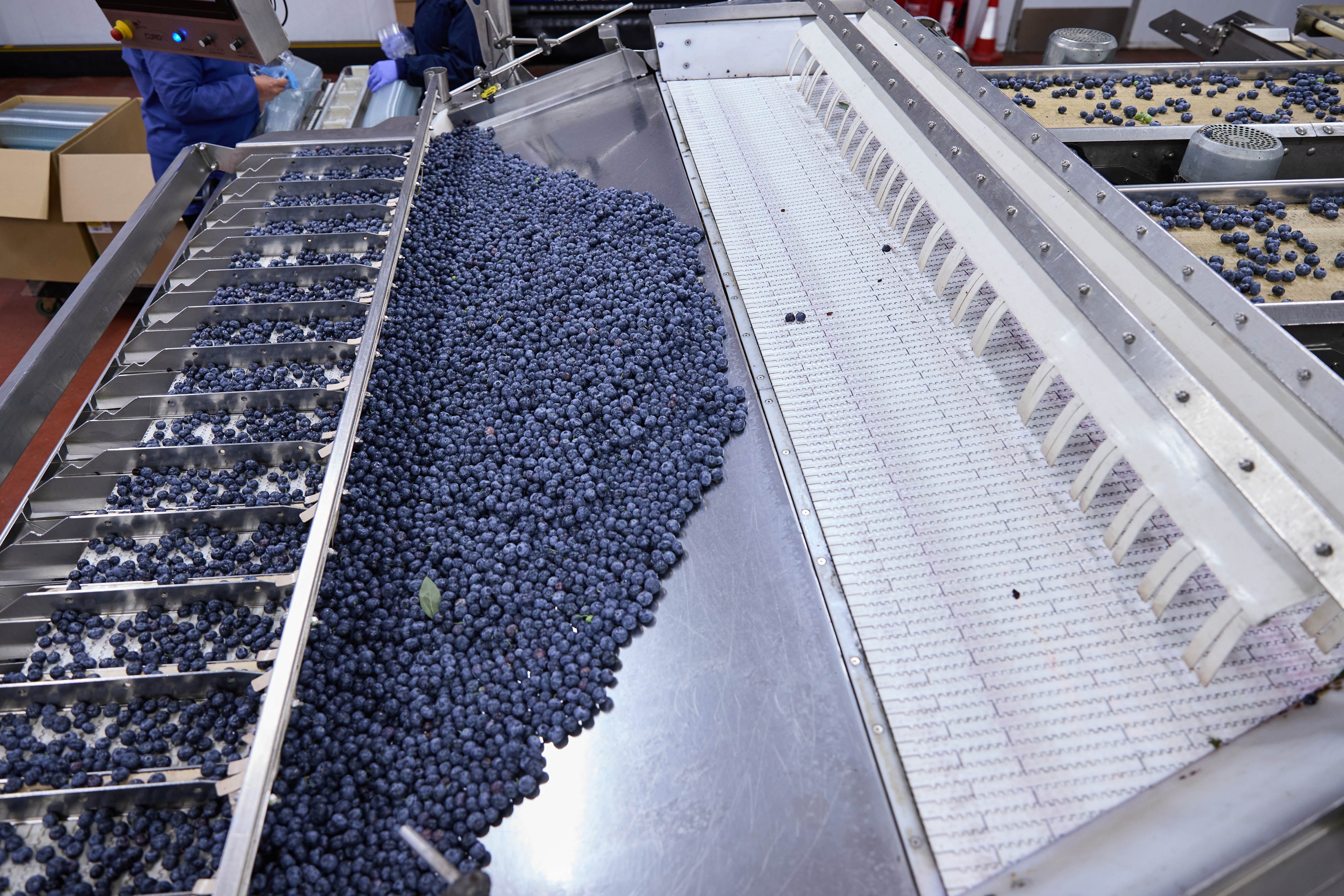 Blueberries have seen a particularly strong yield, the trade body said