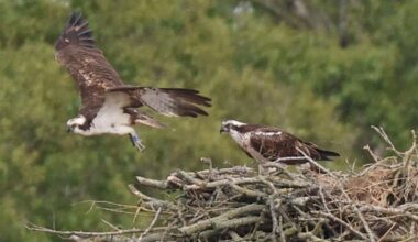 First osprey breeding at RSPB nature reserve in England ‘incredibly’ exciting