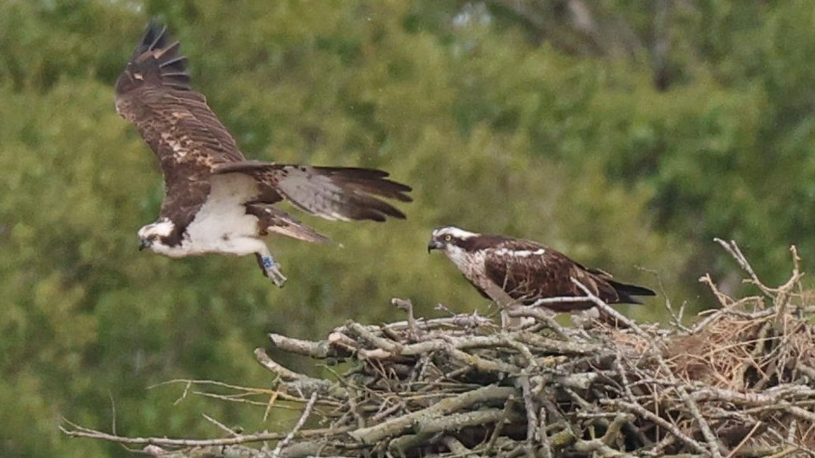 First osprey breeding at RSPB nature reserve in England ‘incredibly’ exciting