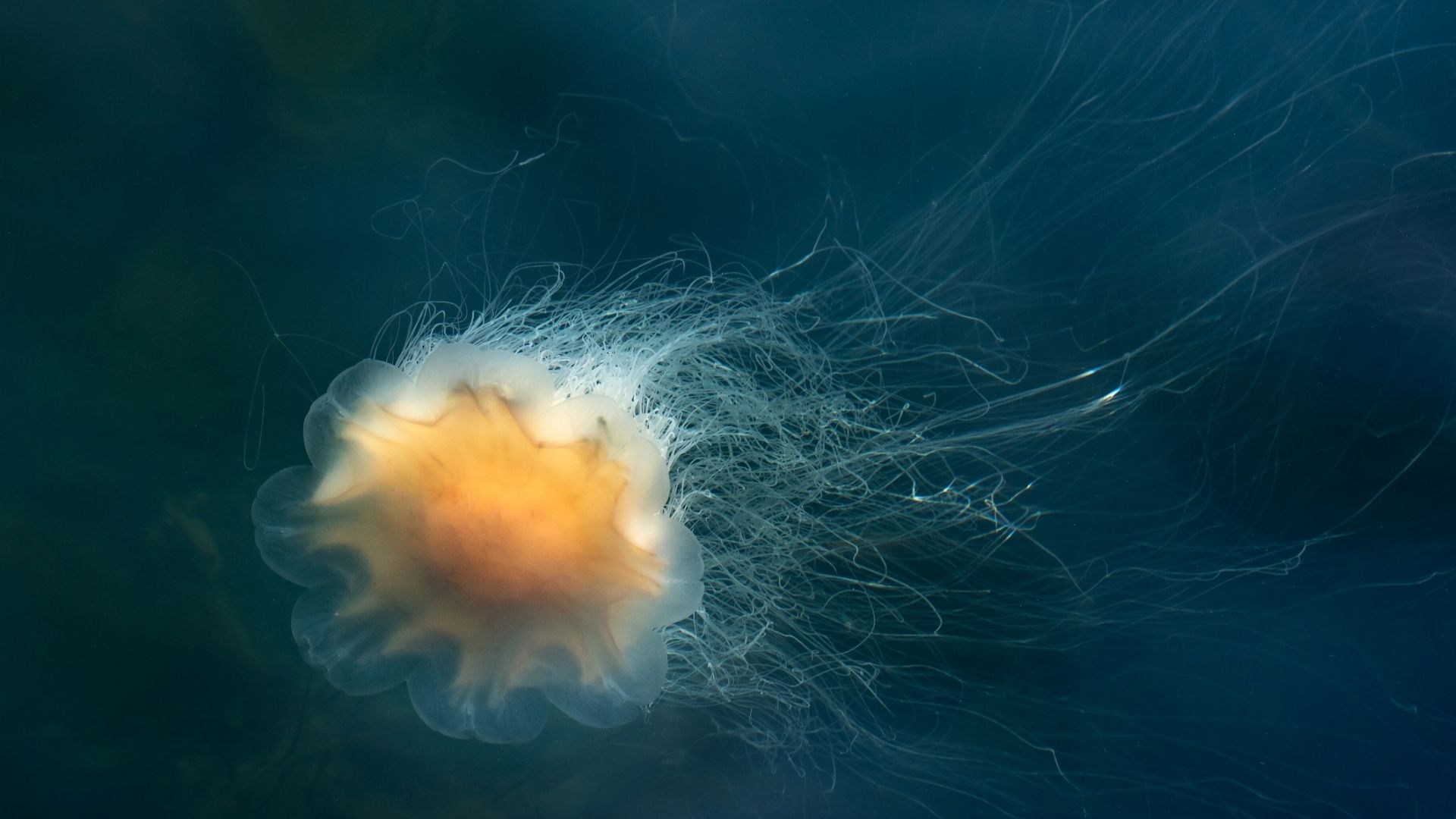 Lions-mane-jelly-fish.jpg