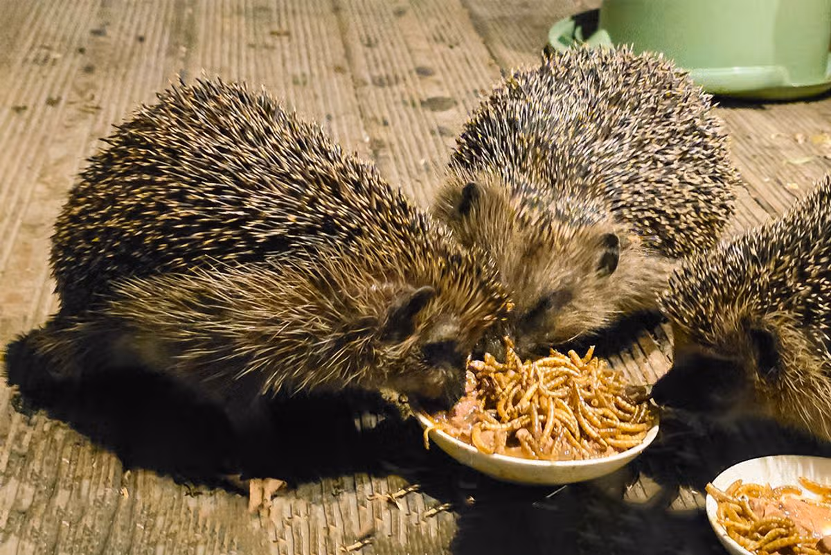 Hedgehogs eating in a garden
