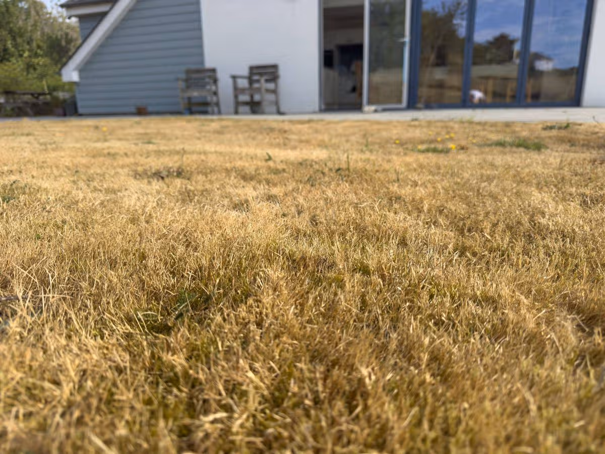 Dry lawn in front of house, summer