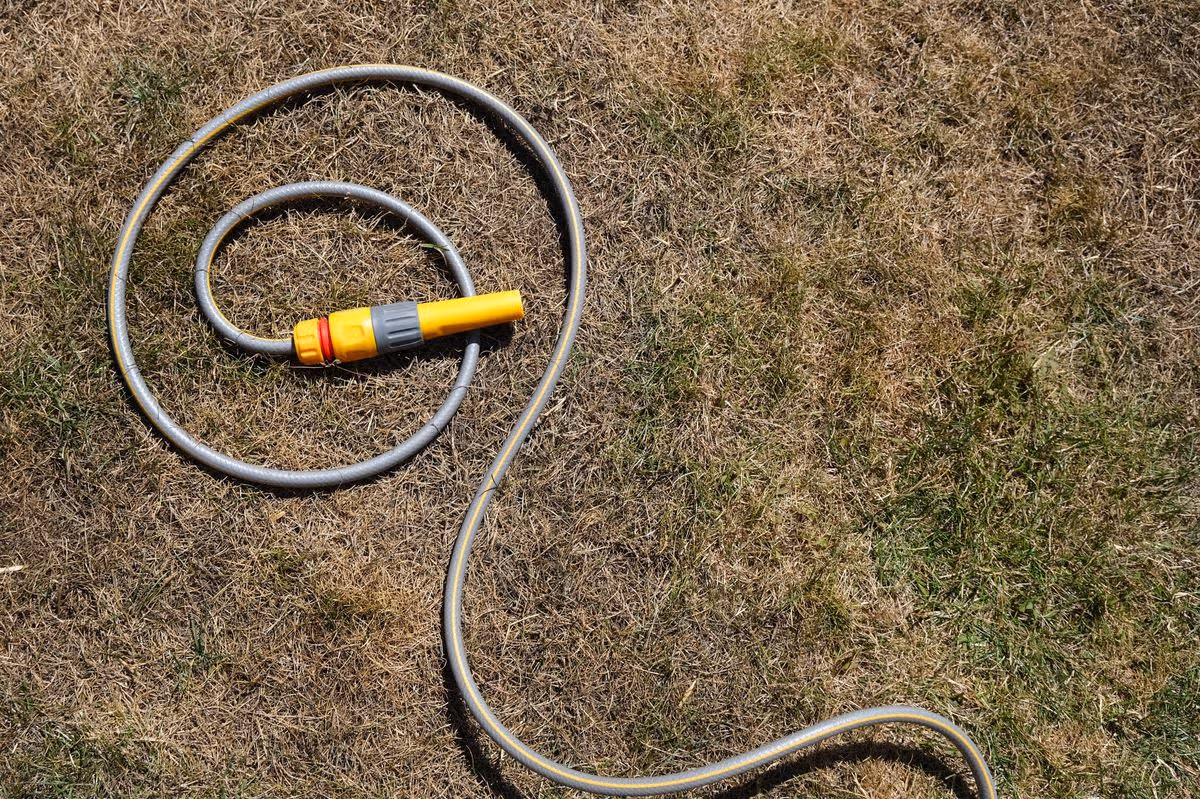Dry arid parched brown lawn grass. With curled yellow hosepipe. Illustrates water shortage, hosepipe ban, heatwave and drought. Outdoors on sunny summers day.