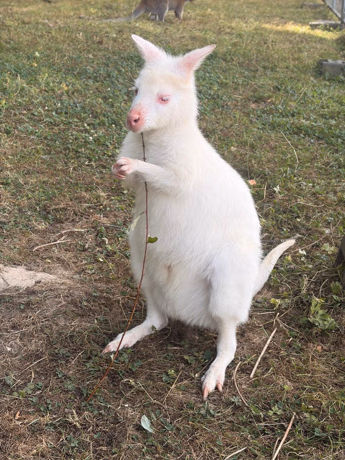 A wallaby